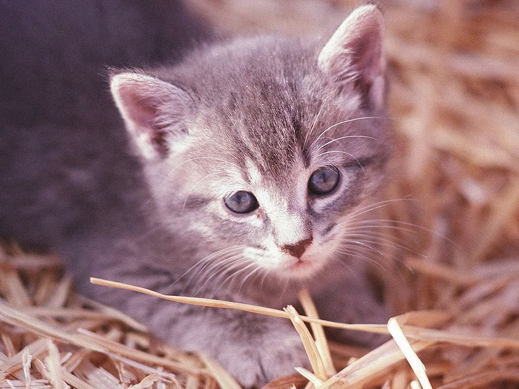 Chats - 160